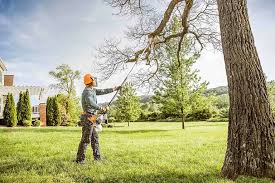Best Tree Risk Assessment  in Oakland, MD