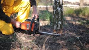 Best Lawn Pest Prevention  in Oakland, MD