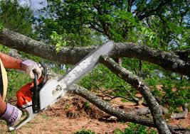 Best Lawn Maintenance Plans  in Oakland, MD