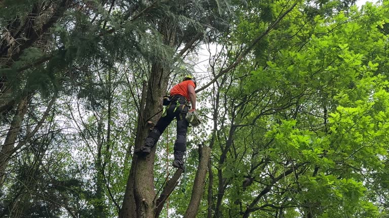 Best Stump Grinding and Removal  in Oakland, MD
