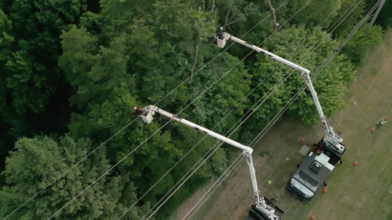 Best Hazardous Tree Removal  in Oakland, MD