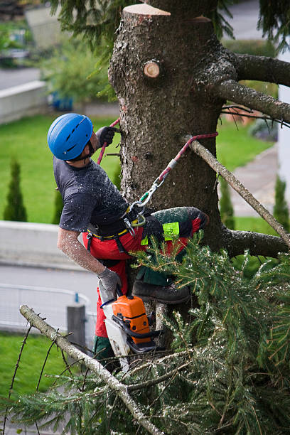 Best Commercial Tree Services  in Oakland, MD