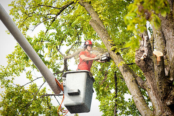  Oakland, MD Tree Removal Pros