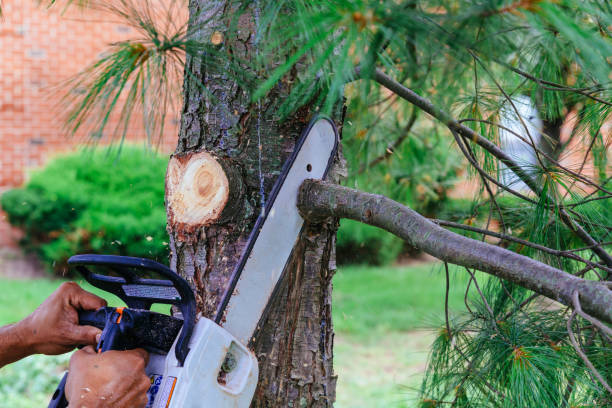 Best Fruit Tree Pruning  in Oakland, MD